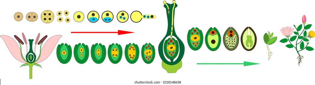 Life Cycle of flowering (Angiosperm) plant with double fertilization