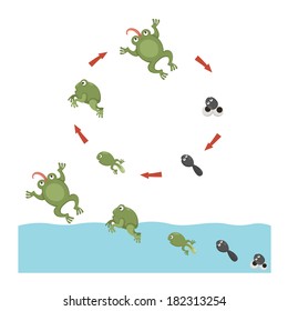 Life cycle of Frog