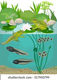 Life Cycle Frog Stock Vector (Royalty Free) 317950799 | Shutterstock