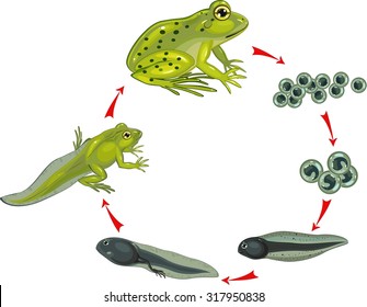 Life cycle frog