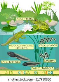 Life cycle of frog