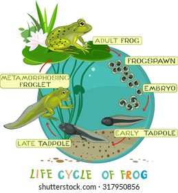 Life cycle of frog