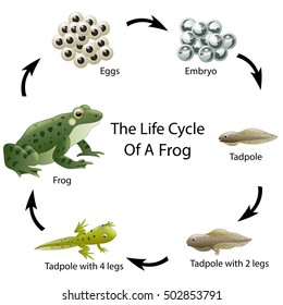 The life cycle frog