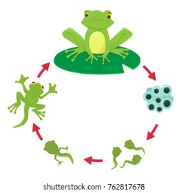 Life Cycle Frog Stock Vector (Royalty Free) 762817678 | Shutterstock