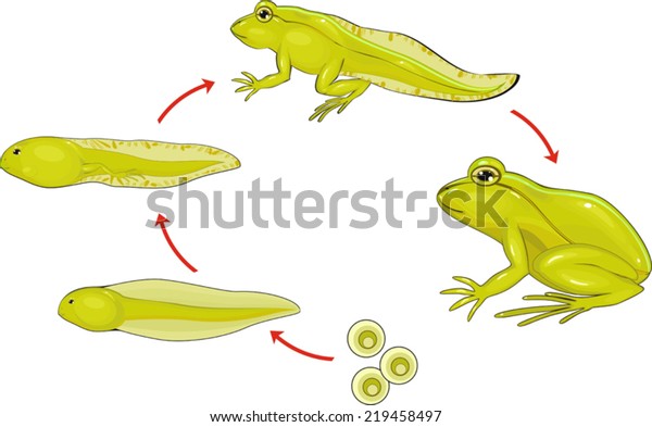 Life Cycle Frog Stock Vector (Royalty Free) 219458497 | Shutterstock