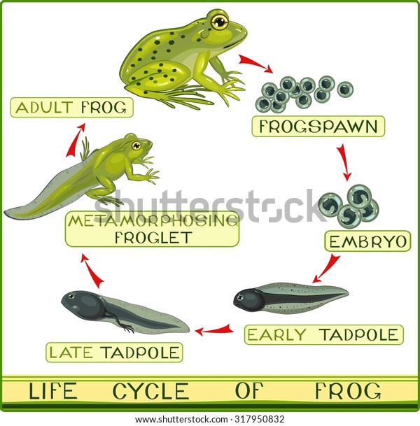 frog cycles coupon