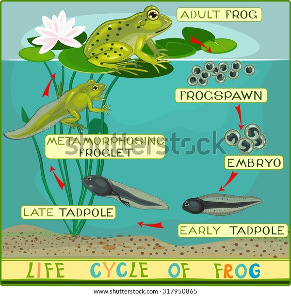 frog cycle coupon