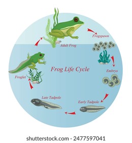 Lebenszyklus eines Frosches. Amphibische Reproduktion. In: Lifecycle Frogs. Entwicklungsstadien wachsen lassen. Reproduktionsmetamorphose. Kaulquappe, Jungfroglet, Schritt für Erwachsene.Vektorgrafik-Diagramm. 