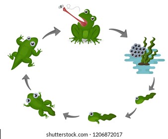 Life cycle of frog. Cartoon cute vector Illustion EPS10 on white background.