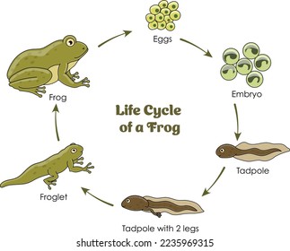 Life Cycle of a Frog colorful diagram on a white background