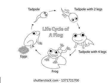 Life cycle of a frog for coloring, vector art