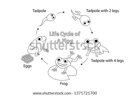 Life cycle of a frog for coloring, vector art
