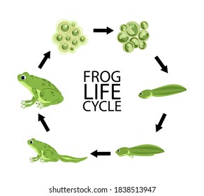 Life cycle of a frog. Cute cartoon wild animal. Frog life cycle stages set with adult animal fertilized eggs jelly mass tadpole froglet