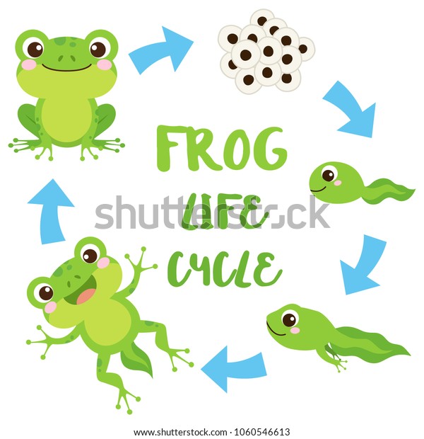 Life\
cycle of a frog. Cute cartoon wild animal. Egg masses, tadpole,\
froglet, frog. Educational vector\
illustration.