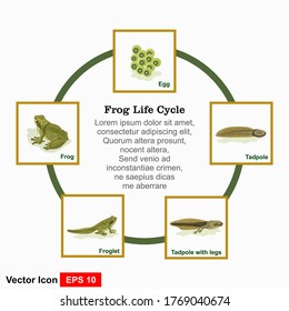 Life cycle of a frog. High quality vector illustration of the cycle of a frog's life. Vector illustration
