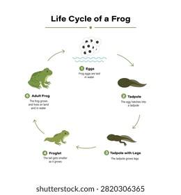 Life Cycle of a Frog Infographic Educational Biology Amphibian Growth Stages Illustration Guide