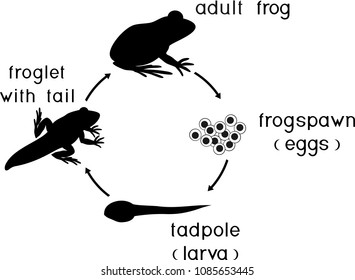 Toad Life Cycle Images Stock Photos Vectors Shutterstock