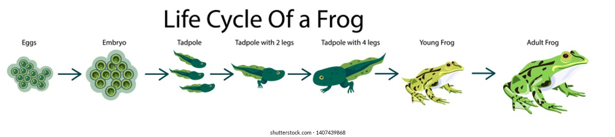 cycle frog