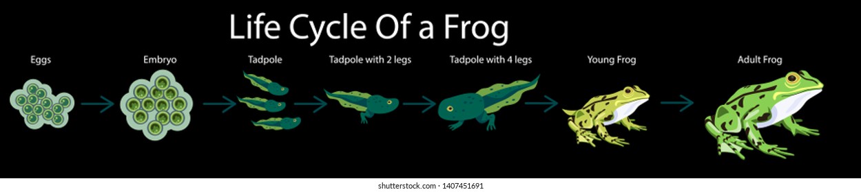 Life cycle of a frog. Vector illustration. 