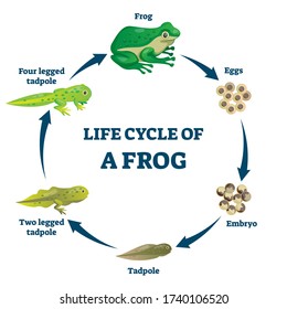 Life cycle of a frog vector illustration. Labeled education growth scheme. Transformation process with all stages. Eggs, embryo, tadpole and adult phase examples. Metamorphoses explanation diagram.