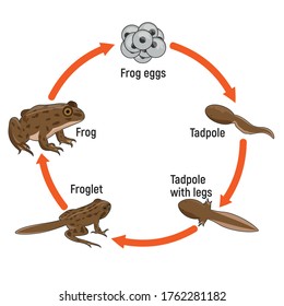 The Life Cycle Of Frog Vector Illustration, metamorphosis stages