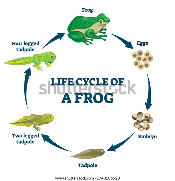 Vektor Stok Life Cycle Frog Vector Illustration Labeled Tanpa Royalti 1740106520