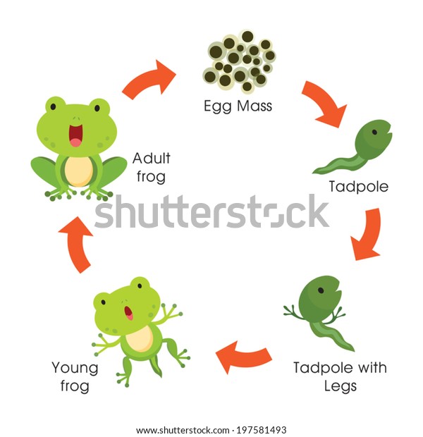 カエルのライフサイクル ベクターイラスト のベクター画像素材 ロイヤリティフリー