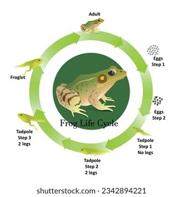 The life cycle of frogs, amphibians,Insects are their food., life stages when the larvae are tadpoles living in the water, The first phase will spawn.