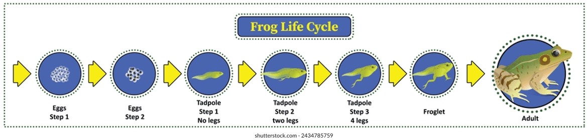 El ciclo de vida de las ranas, los anfibios, los insectos son su alimento., las etapas de vida cuando las larvas son renacuajos que viven en el agua, la primera fase desovará.