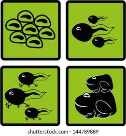 Life cycle of a frog.vector 