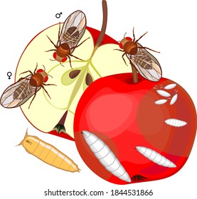 Life cycle of fruit fly (Drosophila melanogaster). Sequence of stages of development of fruit fly (Drosophila) from egg to adult insect isolated on white background