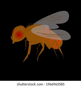 Life cycle of fruit fly (Drosophila melanogaster). Sequence of stages of development of fruit fly (Drosophila) from egg to adult insect isolated on white background