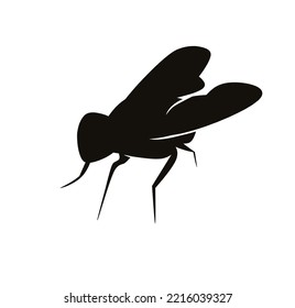 Life cycle of fruit fly (Drosophila melanogaster). Sequence of stages of development of fruit fly (Drosophila) from egg to adult insect isolated on white background