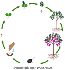 Life cycle of a fuchsia plant plant on a white background.