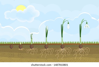 Life cycle of Galanthus nivalis or Common snowdrop. Stages of growth from sprout to flowering plant with green leaves and white flower in garden