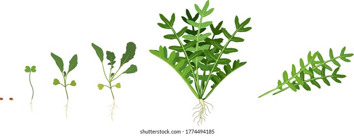 Life cycle of garden rocket plant isolated on white background. Stages of growth of arugula: from seed to harvesting