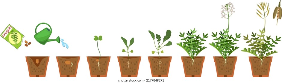 Life cycle of garden rocket plant in flower pot isolated on white background. Stages of growth of arugula: from seed to plant with fruits and root system