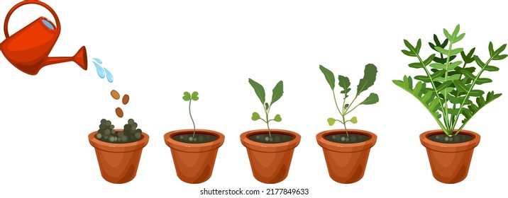 Life cycle of garden rocket plant in flower pot isolated on white background. Stages of growth of arugula: from seed to harvesting