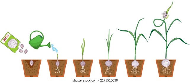 Life cycle of garlic plant. Growth stages from seeding to harvesting bulb crops. Garlic plant with root system in flower pot isolated on white background