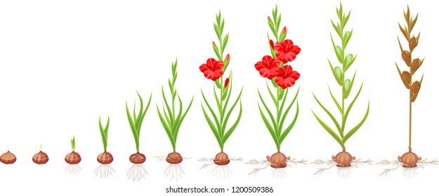 Life cycle of gladiolus plant. Stages of growth from planting corm to adult plant with flowers and seeds