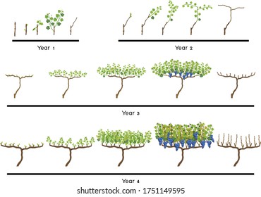 Life cycle of grapevine isolated on white background. Four year grapevine development and ripening stages. Spur pruning