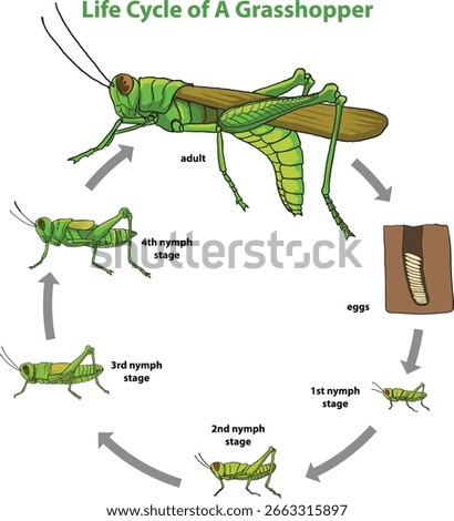 Life Cycle of a Grasshopper diagram - vector