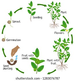 Life Cycle Green Tea Camellia Sinensis Stock Vector (Royalty Free ...