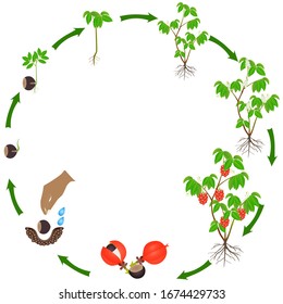 Ciclo de vida de la planta de guaraná sobre un fondo blanco.