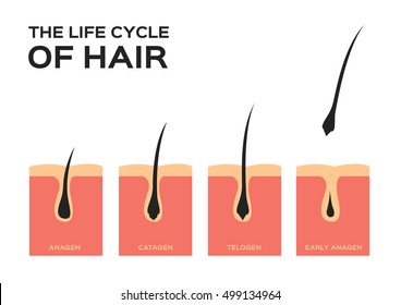 1,007 Prevent Hair Fall Images, Stock Photos & Vectors | Shutterstock