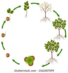 Life Cycle Hazelnut Plant Stock Vector (Royalty Free) 1562407099 ...