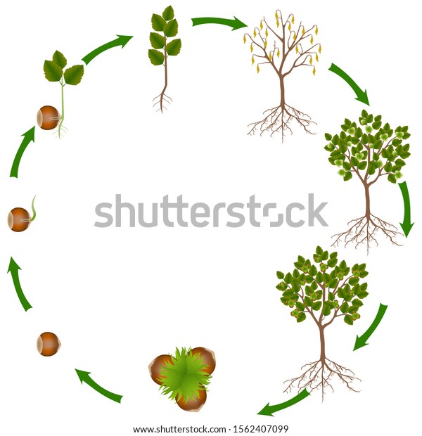 Life Cycle Hazelnut Plant Stock Vector (Royalty Free) 1562407099 ...