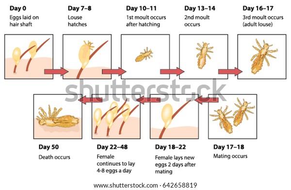 Life Cycle Head Lice Labelled Stock Vector Royalty Free 642658819 