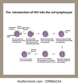 Life Cycle Hiv Infographics World Aids Stock Vector (Royalty Free ...