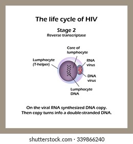 Life Cycle Hiv Stage 2 Viral Stock Vector (Royalty Free) 339866240 ...